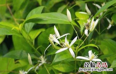 甘草种植的育苗移栽技术 甘草怎样种植技术