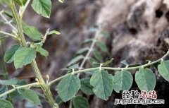 甘草种植的育苗移栽技术 甘草怎样种植技术