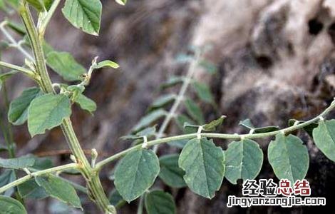 甘草种植的育苗移栽技术 甘草怎样种植技术