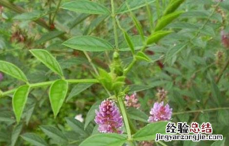 甘草种植的育苗移栽技术 甘草怎样种植技术