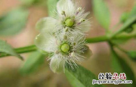 甘草种植的育苗移栽技术 甘草怎样种植技术