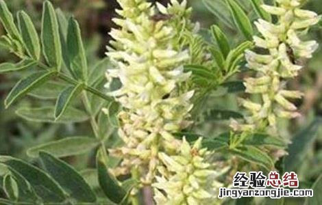 甘草种植的育苗移栽技术 甘草怎样种植技术