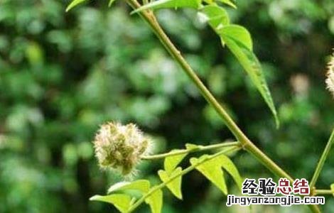 甘草种植的育苗移栽技术 甘草怎样种植技术