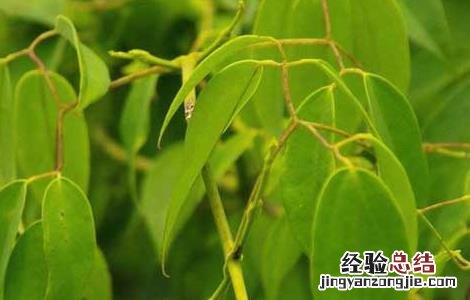 甘草种植的育苗移栽技术 甘草怎样种植技术