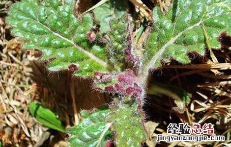 地黄的种植技术视频 地黄的种植技术