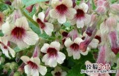 地黄的种植技术视频 地黄的种植技术
