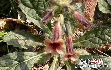 地黄的种植技术视频 地黄的种植技术