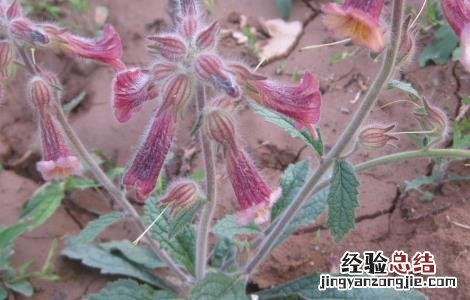 地黄的种植技术视频 地黄的种植技术
