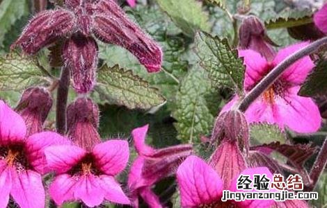 地黄的种植技术视频 地黄的种植技术