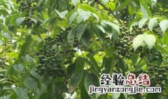 黄皮树开花能打农药吗 黄皮树开花能打农药吗?