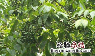 黄皮树开花能打农药吗 黄皮树开花能打农药吗?