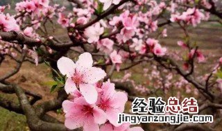 苏州4月赏花 四月份苏州赏花景点
