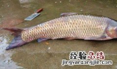 水库钓草鱼打窝打多远为好 水库钓草鱼打窝打多远为好钓