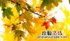 关于秋天的诗歌小学生100字 关于秋天的诗歌小学生