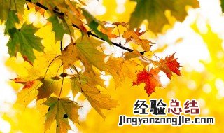 关于秋天的诗歌小学生100字 关于秋天的诗歌小学生