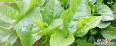 木耳菜适合什么季节种 木耳菜什么季节种最好