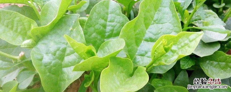 木耳菜在室内能长吗 木耳菜冬天可以生长吗