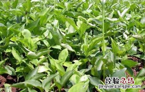 半夏的繁殖方法有哪些 半夏的繁殖方法