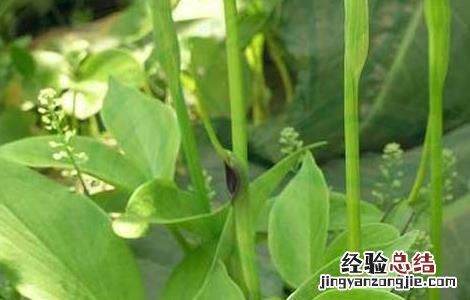 半夏的繁殖方法有哪些 半夏的繁殖方法