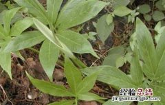 半夏的繁殖方法有哪些 半夏的繁殖方法