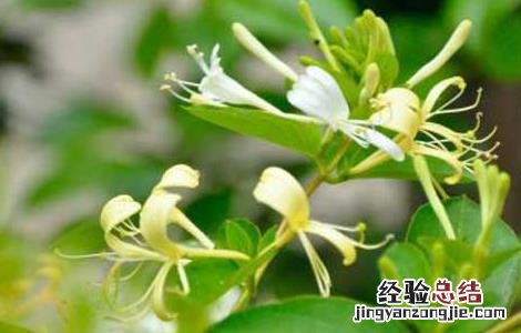 金银花繁殖方法和栽植 金银花的繁殖方法
