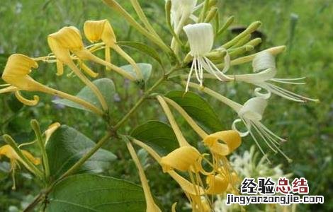 金银花繁殖方法和栽植 金银花的繁殖方法