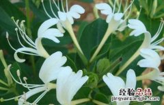 金银花繁殖方法和栽植 金银花的繁殖方法