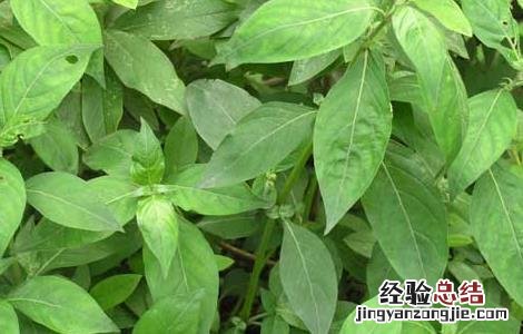 板蓝根的种植技术视频 板蓝根的种植技术