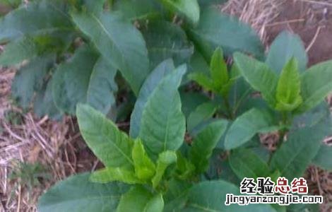 板蓝根的种植技术视频 板蓝根的种植技术