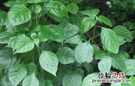 板蓝根的种植技术视频 板蓝根的种植技术