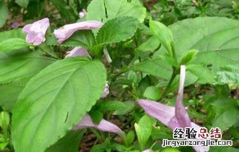 板蓝根的种植技术视频 板蓝根的种植技术