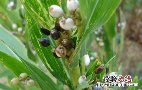 薏苡套种红花与循环改良湿地水土