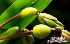 薏苡套种红花与循环改良湿地水土