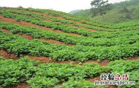 太子参的种植要点 太子参的种植方法