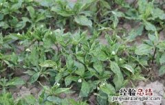 太子参的种植要点 太子参的种植方法