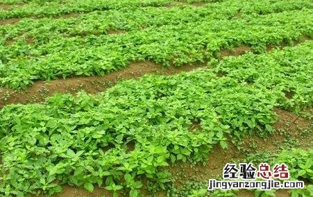 太子参的种植要点 太子参的种植方法