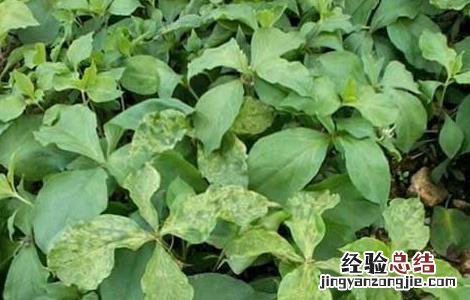 太子参的种植要点 太子参的种植方法