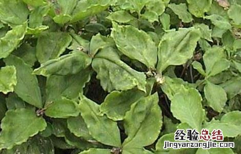 太子参的种植要点 太子参的种植方法