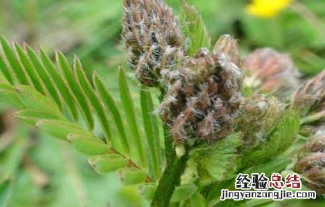 黄芪规范化种植技术 黄芪规范化种植技术示范实施方案