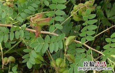 黄芪规范化种植技术 黄芪规范化种植技术示范实施方案