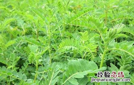 黄芪规范化种植技术 黄芪规范化种植技术示范实施方案