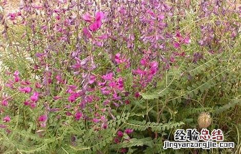 黄芪规范化种植技术 黄芪规范化种植技术示范实施方案