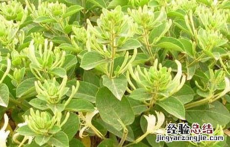 金银花树型修剪技术 金银花树修剪图解