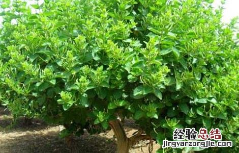金银花树型修剪技术 金银花树修剪图解