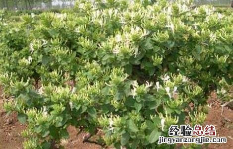金银花树型修剪技术 金银花树修剪图解