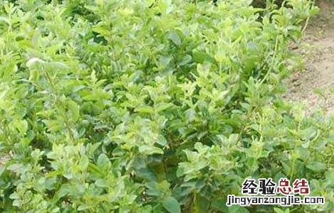 金银花树型修剪技术 金银花树修剪图解