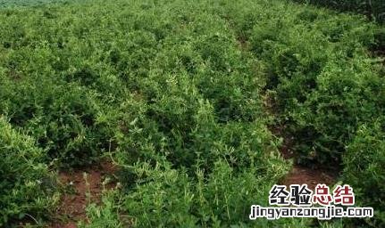 金银花树型修剪技术 金银花树修剪图解