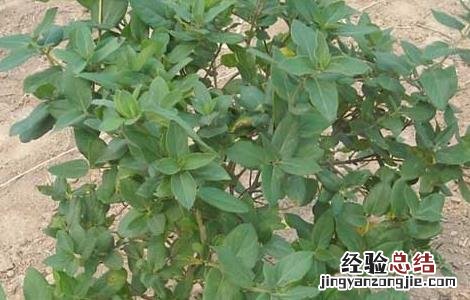 金银花树型修剪技术 金银花树修剪图解