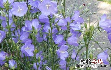 桔梗的种植技术及经济效益 桔梗的种植技术