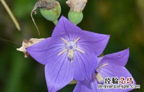 桔梗的种植技术及经济效益 桔梗的种植技术